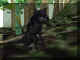 LeDruidwolf.jpg (62267 octets)
